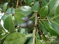 Cryptocarya concinna