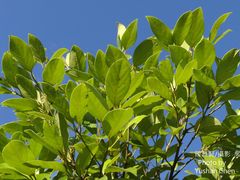 Cryptocarya concinna