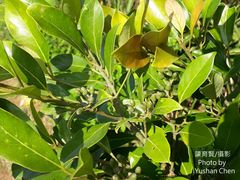 Cryptocarya concinna