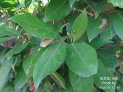 Cryptocarya concinna