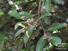 Cryptocarya concinna