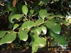 Cryptocarya concinna