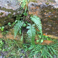 Polystichum piceopaleaceum