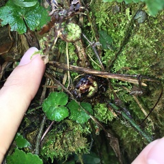Polystichum piceopaleaceum