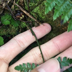 Polystichum piceopaleaceum