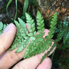 Polystichum piceopaleaceum