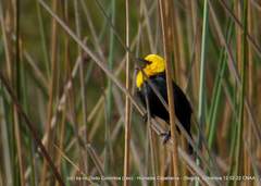 Chrysomus icterocephalus bogotensis