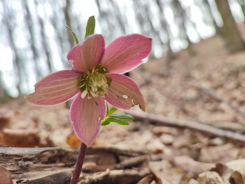Image of Helleborus purpurascens by (c) xulescu_g, some rights reserved (CC BY-SA)