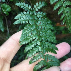 Polystichum piceopaleaceum