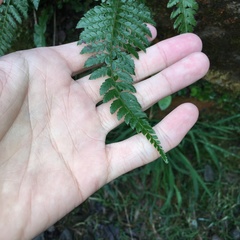 Polystichum piceopaleaceum