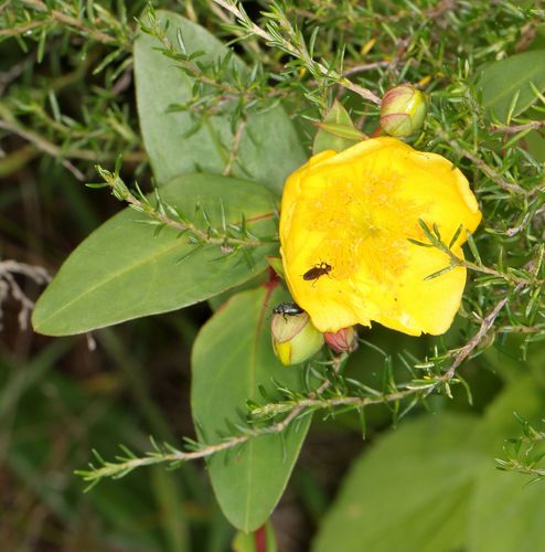 Forrest's Tutsan (Hypericum forrestii)
