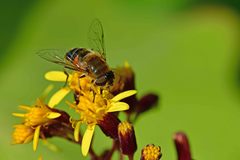 Eristalis similis