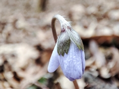 Hepatica transsilvanica