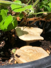 Melanoleuca verrucipes