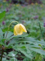 Anemonoides ranunculoides