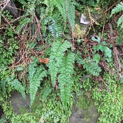 Asplenium tenuifolium