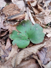 Hepatica transsilvanica