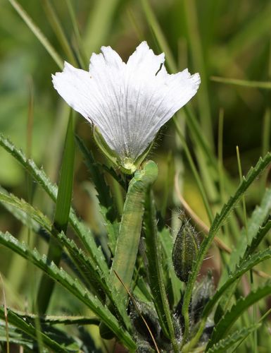 Monsonia attenuata