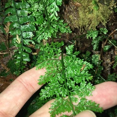 Asplenium tenuifolium