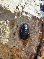 Acanthopleura spinosa