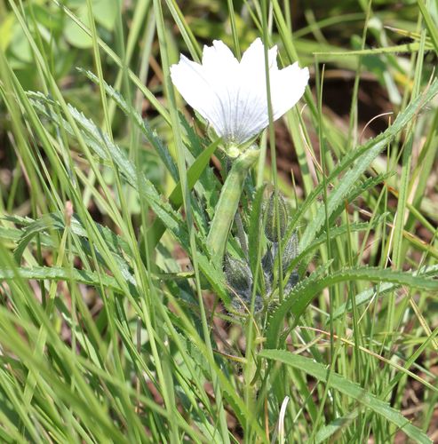 Monsonia attenuata