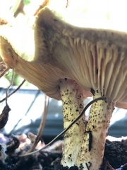 Melanoleuca verrucipes