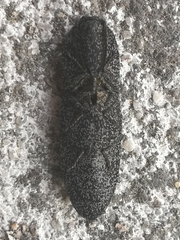 Lacon punctatus