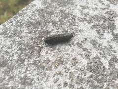Lacon punctatus