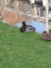 Anas platyrhynchos