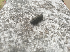 Lacon punctatus