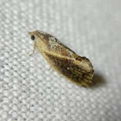 Cryptophlebia