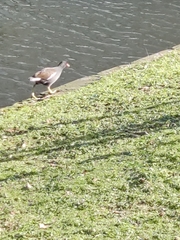 Gallinula chloropus