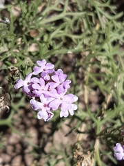 Junellia crithmifolia