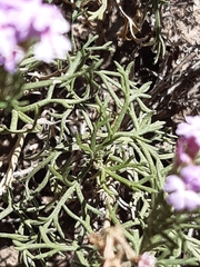 Junellia crithmifolia