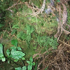 Hymenophyllum fujisanense