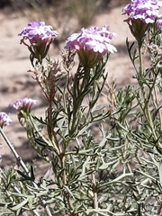 Junellia crithmifolia