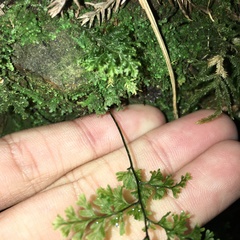 Hymenophyllum fujisanense