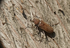 Hesperophanes sericeus