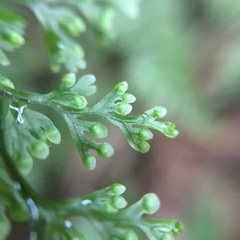 Hymenophyllum fujisanense