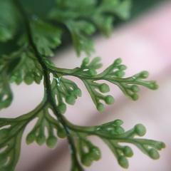 Hymenophyllum fujisanense