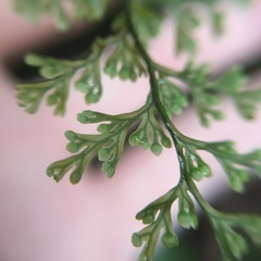 Hymenophyllum fujisanense