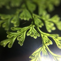 Hymenophyllum fujisanense