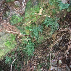 Hymenophyllum fujisanense