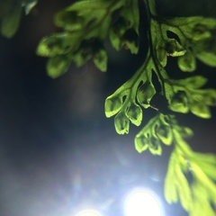 Hymenophyllum fujisanense