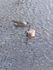Branta canadensis