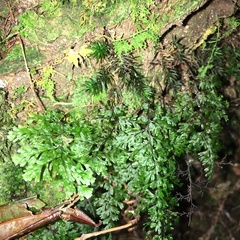 Hymenophyllum fujisanense