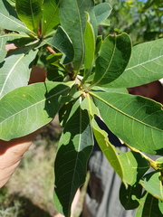 Terminalia brachystemma brachystemma