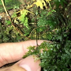 Hymenophyllum fujisanense