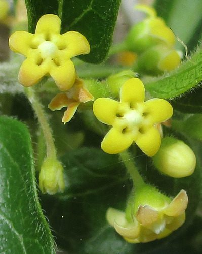 Gymnema sylvestre iNat (1)