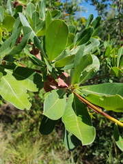 Terminalia brachystemma brachystemma